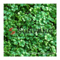 hot selling artificial boxwood hedge for garden decorative